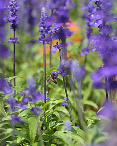 含蜜蜂的咸菜花翅膀紫色花园花朵花蜜植物花粉季节动物植物群图片