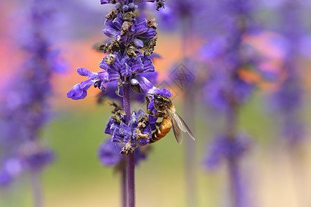 含蜜蜂的咸菜花蜂蜜花园花粉紫色薰衣草荒野宏观植物群花朵花蜜图片