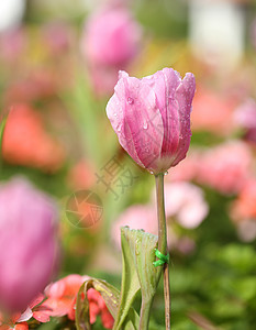 美丽的粉红色郁金香植物学白色花瓣花朵植物季节绿色背景场地花园图片