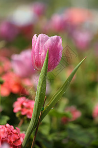 美丽的粉红色郁金香紫色白色植物群场地园艺植物粉色季节绿色花朵图片