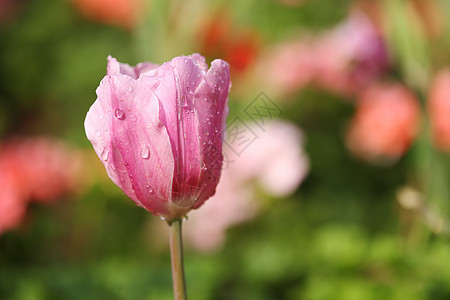 美丽的粉红色郁金香园艺植物群白色粉色花朵季节花园背景绿色场地图片