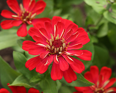 红锌花绿色植物学橙子公园粉色黄色白色植物群花园宏观图片