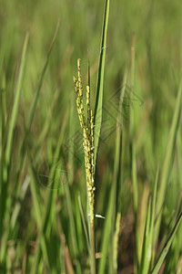 稻田稻米猛涨农场农田食物收成谷物培育金子种植园植物季节图片