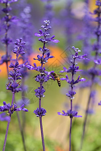 含蜜蜂的咸菜花花园紫色草本植物翅膀荒野动物植物群昆虫蜂蜜薰衣草图片