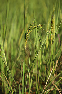 稻田稻米猛涨宏观季节植物生长农场粮食谷物农村收成食物图片