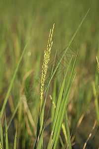 稻田稻米猛涨生长培育农业农田季节收成植物粮食谷物宏观图片
