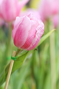 美丽的粉红色郁金香花瓣花朵场地背景粉色季节花园紫色园艺植物学图片