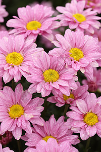 菊花开在花园里粉色花朵季节橙子植物绿色植物群园艺花束花瓣图片