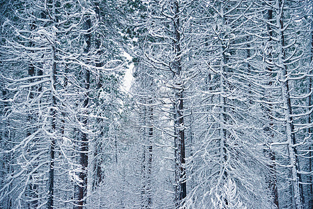 Yosemite 冬季黑色森林公园国家风景环境草地松树白色旅游图片