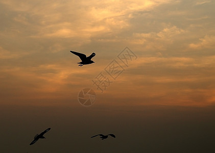 邦浦海滩的海鸥与日落天空太阳海浪动物反射海滩地平线航班野生动物自由图片
