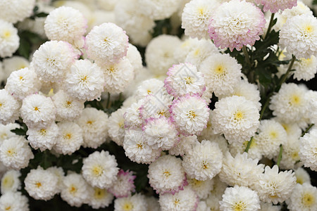 菊花开在花园里花束植物学花瓣植物植物群园艺季节花朵橙子图片