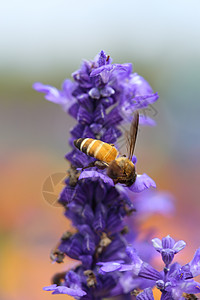 含蜜蜂的咸菜花季节薰衣草花粉昆虫花园动物植物蜂蜜紫色花蜜图片