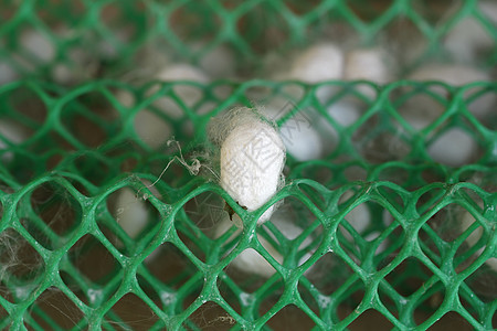 蚕茧蝴蝶材料黄色旋转白色昆虫织物胶囊编织金子图片