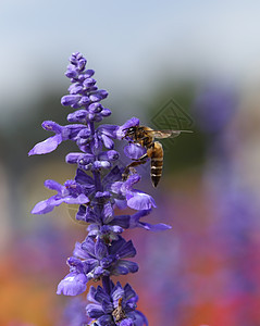 含蜜蜂的咸菜花薰衣草紫色昆虫植物群动物植物蜂蜜荒野花园草本植物图片