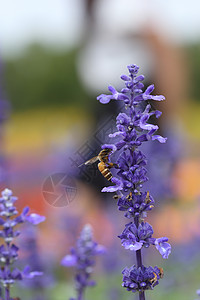 含蜜蜂的咸菜花花朵荒野宏观花粉昆虫植物群翅膀花园蜂蜜季节图片