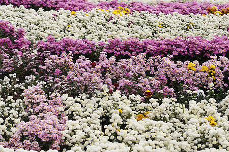 美丽的菊花绽放园艺紫色植物花瓣橙子花园植物群花朵季节植物学图片