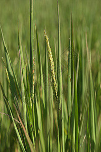 稻田稻米猛涨季节农田粮食培育生长金子谷物收成农村树叶图片