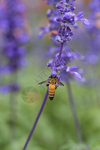含蜜蜂的咸菜花紫色昆虫花朵宏观蜂蜜季节植物翅膀薰衣草草本植物背景图片