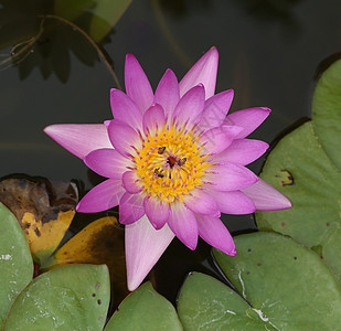 粉红水百合蜜蜂植物学紫色荷花植物群花园昆虫花粉花瓣叶子宏观图片