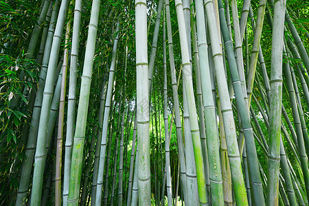 竹树叶子生长丛林热带木头树林花园植物绿色森林图片