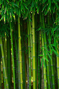 绿竹子丛林森林生长公园热带花园树林绿色叶子生活图片