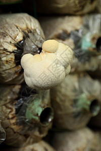 在农场种植的猴子头蘑菇蘑菇营养棕色胡子狮子菌类蔬菜刺猬食物美食产品图片