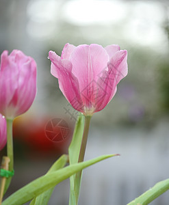 美丽的粉红色郁金香园艺粉色植物绿色场地植物群花朵背景季节花园图片