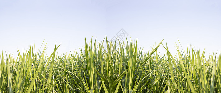 蓝天空背景的绿草叶子农业植物群植物草地环境花园绿色季节场地图片