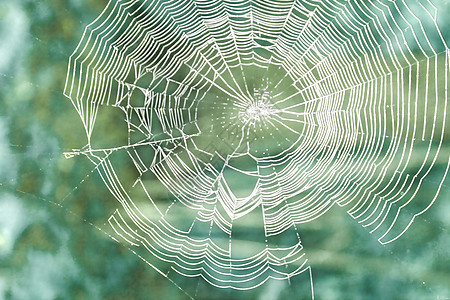 美丽的蜘蛛网背景特写 柔软的焦点背景图片