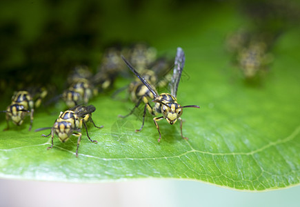 蜂巢和家人背景的绿叶黄蜂殖民地过敏野生动物捕食者危险荒野天线蜂窝翅膀蜜蜂图片