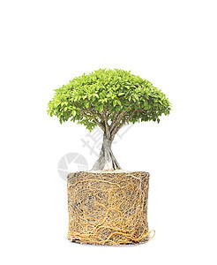 Banyan或Ficus 白种树根上的骨盆 与白种背景隔绝图片