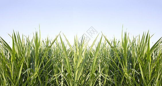 蓝天空背景的绿草叶子天空环境蓝色季节草地晴天农业植物群场地图片