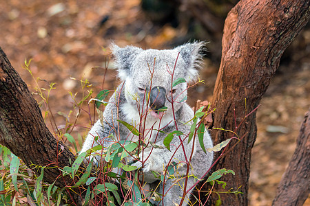 科阿拉在珀斯的一棵树上放松考拉毛皮动物绿色荒野哺乳动物野生动物动物园叶子桉树图片