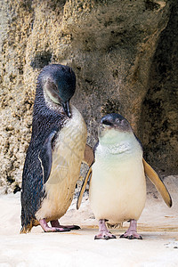 珀斯野生动物公园的企鹅动物园荒野公园白色野生动物翅膀蓝色动物棕色图片