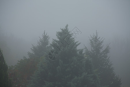 暗雾清晨树顶图片