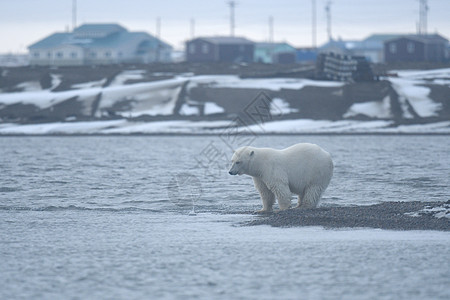 北极的阿拉斯加白北极熊毛皮海洋太阳野生动物荒野海岸气候捕食者男性动物图片