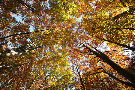 日本青森附近东北的秋林金子黄色太阳旅行乡村公园橙子叶子红色森林图片
