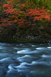 秋色的东北瀑布溪流季节绿色叶子瀑布国家风景旅行公园白色森林图片