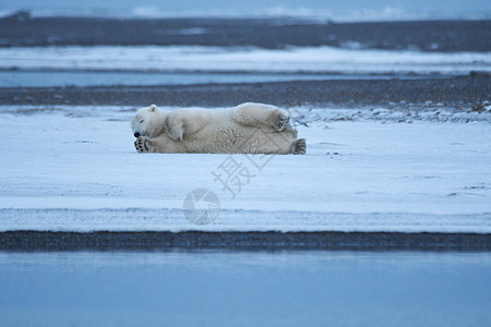 北极的阿拉斯加白北极熊海洋哺乳动物荒野濒危动物气候变化毛皮幼崽捕食者村庄图片