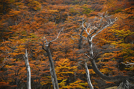 智利国家公园秋色岩石荒野远足公园旅游旅行蓝色冒险国家假期图片