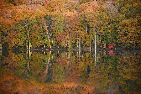 日本东北区Aomori附近邦的秋幕反省景点风景植物树叶旅游蓝色树木旅行红色摄影图片