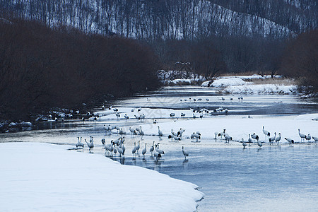 北海道河边的日本起重机森林场景红冠沼泽团体野生动物季节荒野图片