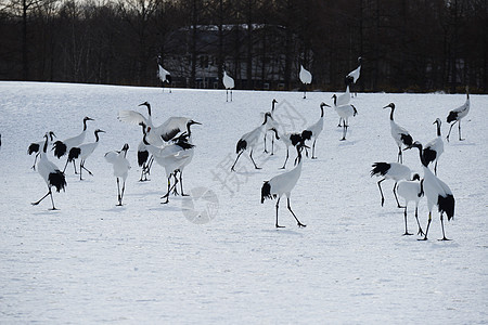 日本起重机夫妻黑色白色鸟类季节荒野动物红冠红色野生动物图片