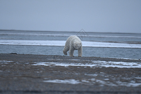 北极的阿拉斯加白北极熊濒危捕食者村庄哺乳动物环境支撑野生动物海岸动物毛皮图片