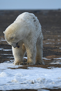 北极的阿拉斯加白北极熊男性气候变化全球生存支撑濒危捕食者环境哺乳动物野生动物图片