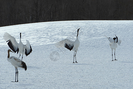 日本起重机夫妻季节野生动物动物鸟类红色荒野黑色白色舞蹈图片