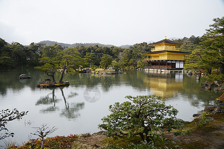 京都金金锦菊松树宗教佛教徒旅游森林地标反射寺庙纪念碑花园图片