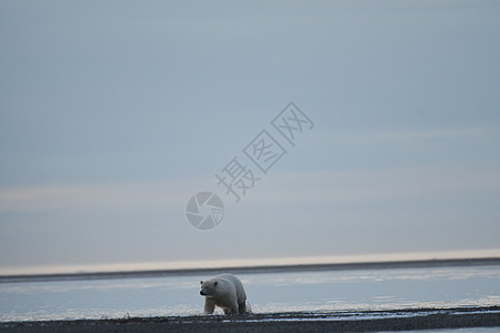 北极的阿拉斯加白北极熊幼崽气候太阳气候变化动物全球濒危野生动物海岸支撑图片