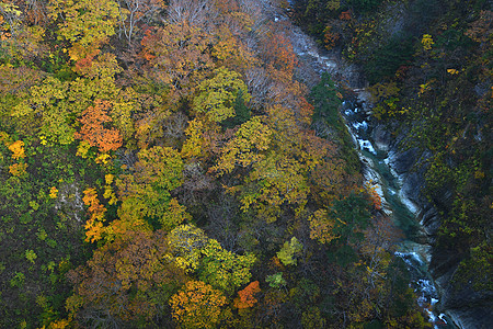 Aomori附近Tohoku地区一个河谷的秋树叶子旅游橙子树叶公园风景山脉森林旅行黄色图片