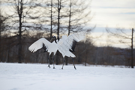 日本起重机舞蹈红色红冠荒野白色动物夫妻鸟类黑色野生动物图片